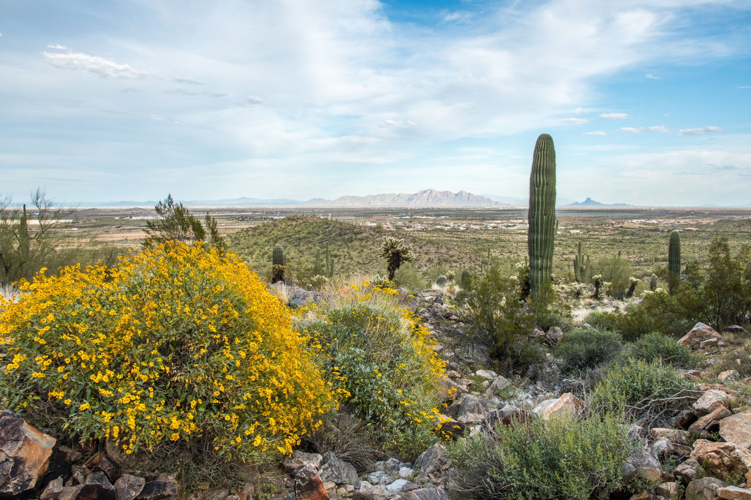 A long slender Saguaro Cactus in Casa Grande, Arizona Best RV campground in the US Casa Grande, Arizona