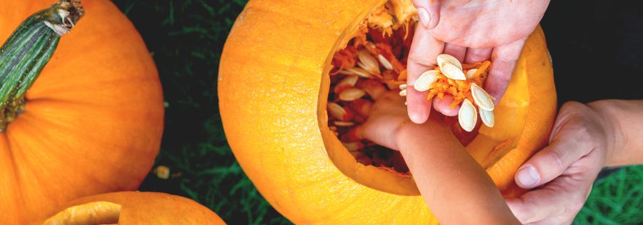 Panoramic shot of scooping out pumpkin insides