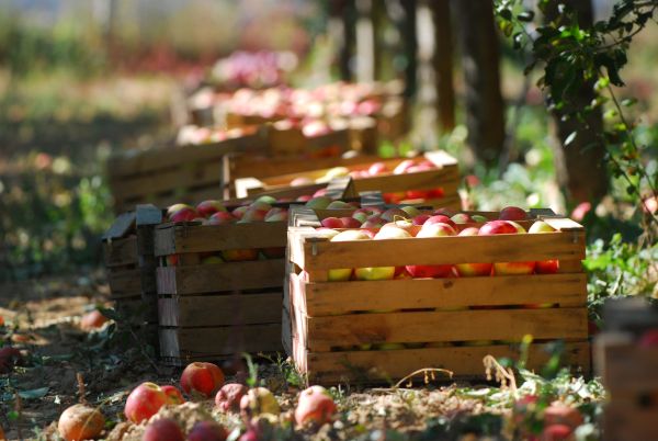 ripe apples in a wood crates