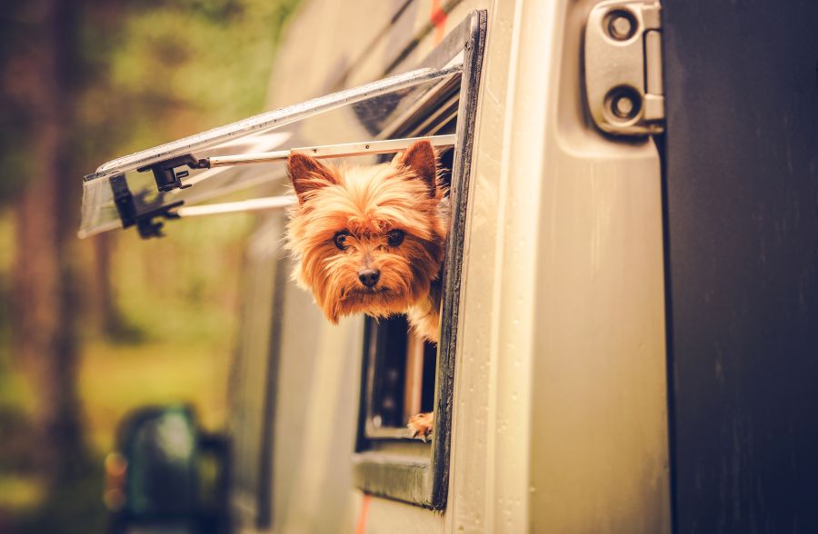 RV Travel with Dog sticking head out of window